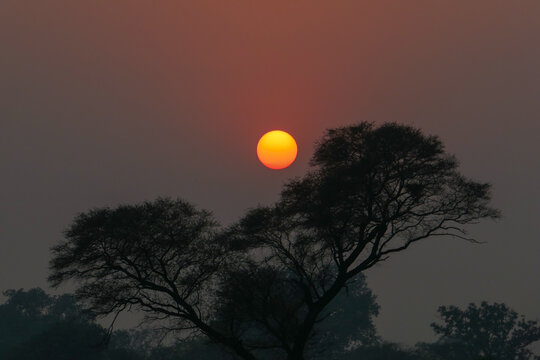 Beautiful colorful sunset behind trees at Wagah border post with India, Lahore, Punjab, Pakistan