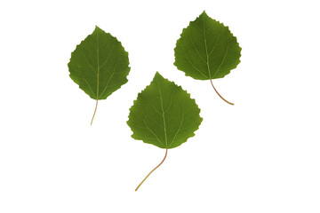 Green plant leaves of aspen tree on a white isolated background, template for your design, natural eco-friendly harvesting