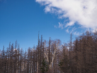 青空と落葉樹林