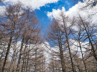 青空と落葉樹林