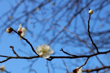 春の訪れ　梅の花　白梅　風景