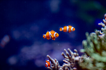 clownfish 