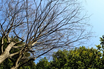 初春の空　落葉樹と常緑樹　風景
