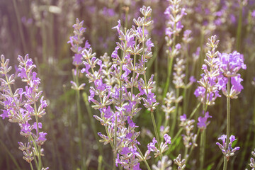 Abstract background of lavender flowers. The warm rays of the sun illuminate the delicate flowers. The concept of summer, feelings, and scents. Herbal medicine, lavender cultivation. Full frame