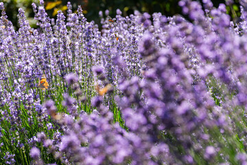Abstract background of lavender flowers. The warm rays of the sun illuminate the delicate flowers. The concept of summer, feelings, and scents. Herbal medicine, lavender cultivation. Full frame