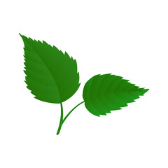 Birch Leaves Illustration