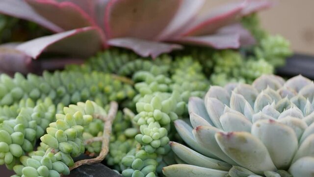 Succulent plants collection, gardening in California, USA. Home garden design, diversity of various botanical hen and chicks. Assorted mix of decorative ornamental echeveria houseplants, floriculture.