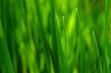 Fototapeta na wymiar Photo pattern green grass with a dewdrop