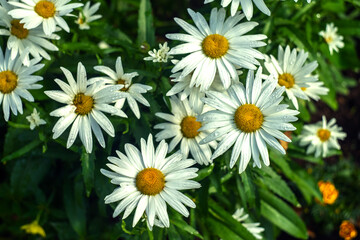 Fototapeta premium White garden daisies on a green background in summer