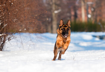 dog german shepherd running in a snowy park in winter