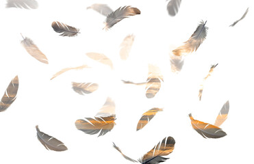 double exposure group of feathers bird floating with sunset sky on white background. feather silhouette.