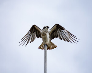 Low angle shot of a hawk perched on a post with its wings wide open