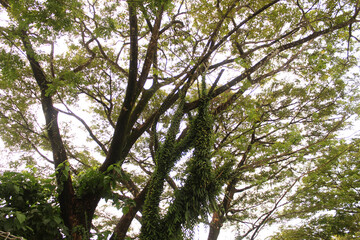 Lots of branches and leaves. A beautiful looking tree with branches and leaves. Nature concept