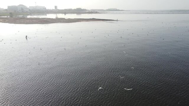The terns gather and compete to eat fish. At this point the fish are weak due to the change between salt water and fresh water.