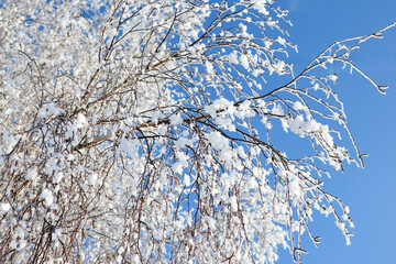 There is a winter birch on the sky background