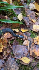 Grass snake in fallen leaves