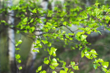 Fototapeta na wymiar young birch leaves in spring are bright green, selective focusing blurred background