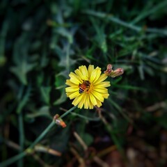 Honey bee collecting honey