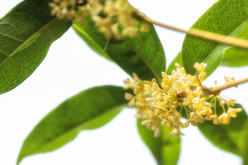 Bouquet of Sweet Osmanthus or Sweet olive flowers blossom on white background