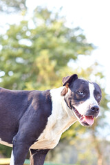 black and white adult dog with white eyes