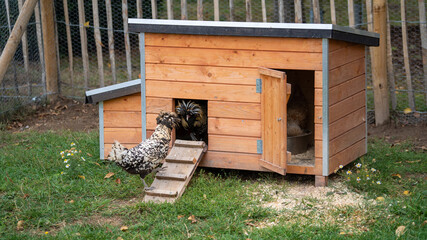 Polish chicken hen on a farm with a wooden fence on the background walking in a chicken coop with...
