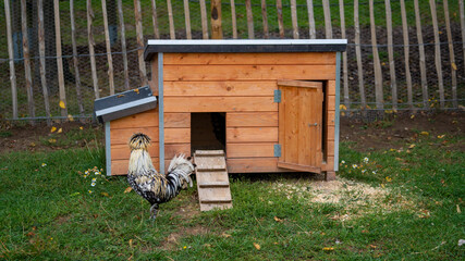 Polish chicken hen running on a farm with a wooden chestnut fence on the background and a chicken...