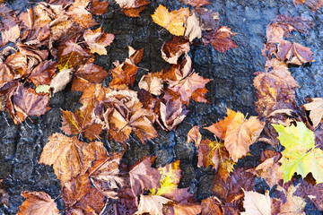 autumn leaves background