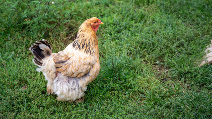 Big Brahma chicken on a farm