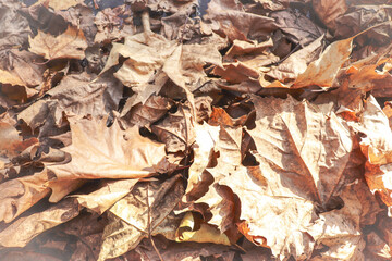 fallen autumn leaves