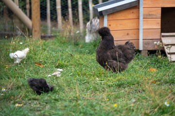 Silk chicken hen (silkie) on a farm with a chicken coop and with some little baby chicks in front of her