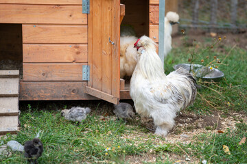 Silk chicken (silkie) on a farm with a chicken coop and with some little baby chicks in front of...