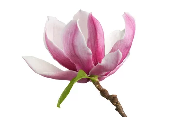 Fototapeten Magnolia liliiflora flower on branch with leaves, Lily magnolia flower isolated on white background with clipping path © Dewins