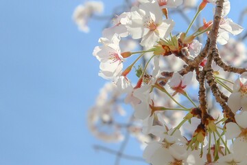 青い空と桜の花のクローズアップ