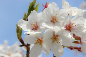 青い空と桜の花と葉のアップ