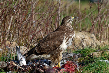 Mäusebussard (Buteo buteo) frisst an Kadaver // Common buzzard eats a dead mammal