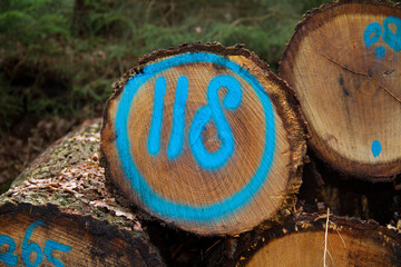 Heap of tree stems, one of them marked in blue with number 118