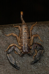 Rainforest scorpion (Hormurus waigiensis) on a wet log at night. Kuranda, Queensland, Australia