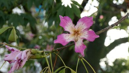 Pink floss silk tree flower n December sunshine