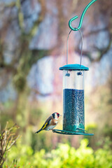 Fototapeta premium European goldfinch or simply the goldfinch (Carduelis carduelis) on a bird feeder with Nyjer seeds