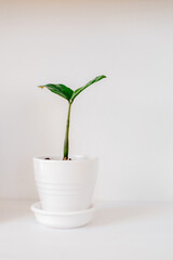 Home interior in boho style	