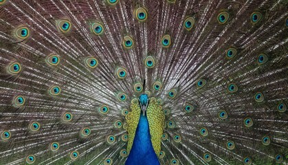 Fototapeta premium peacock with feathers