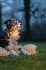 Portrait of an Australian Shepherd, by the campfire. Dog lies on fur coat and looks around during the blue hour