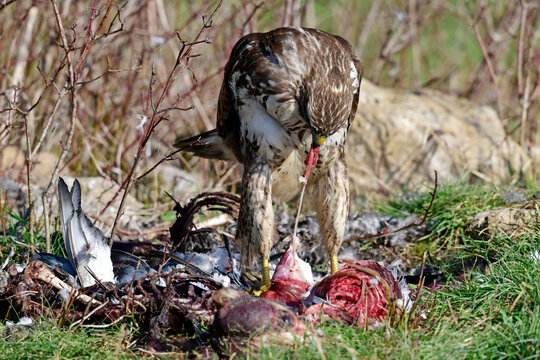 M&auml;usebussard (Buteo buteo) frisst an Kadaver // Common buzzard eats a dead mammal
