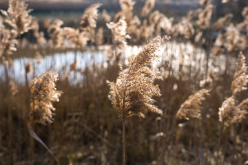 Calamagrostis epigejos, detail of marsh plant in backlight