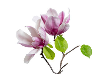 Fototapeta na wymiar Magnolia liliiflora flower on branch with leaves, Lily magnolia flower isolated on white background with clipping path