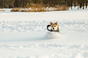 A small dog, in a dog coat, a Portuguese podengo crossbreed, playing in the snow and having a good time on a sunny winter day