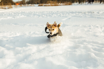 A small dog, in a dog coat, a Portuguese podengo crossbreed, playing in the snow and having a good time on a sunny winter day