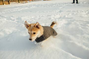 A small dog, in a dog coat, a Portuguese podengo crossbreed, playing in the snow and having a good time on a sunny winter day