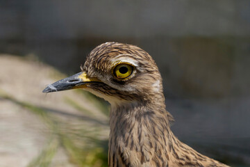 Close up of an Australian Bush Stone Curlew bird.Close-up of a section of a Stone Curlew bird. Bird with yellow eyes in the head