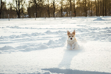 A small dog, a Portuguese podengo crossbreed, plays in fresh snow and has a good time on a sunny winter day